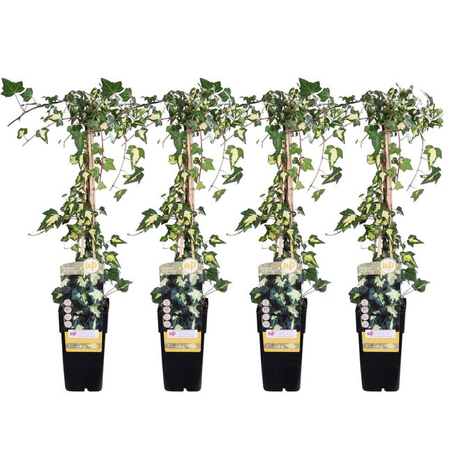 Hedera helix Goldheart plant set 4 plants 65 cm pot size 15 cm