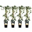 Hedera helix Goldheart plantenset 4 stuks 65 cm potmaat 15 cm