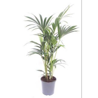Koning Bamboe Howea Forsteriana kamerplant 75 cm