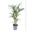 Howea Forsteriana kamerplant 75 cm potmaat 17 cm