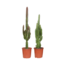 Euphorbia groen / rood plantenset 2 stuks 75 cm potmaat 17 cm