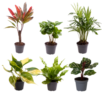 Koning Bamboe Mini houseplants Surprise box 12 cm