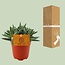 Crassula Tenelli kamerplant 15 cm potmaat 10.5 cm
