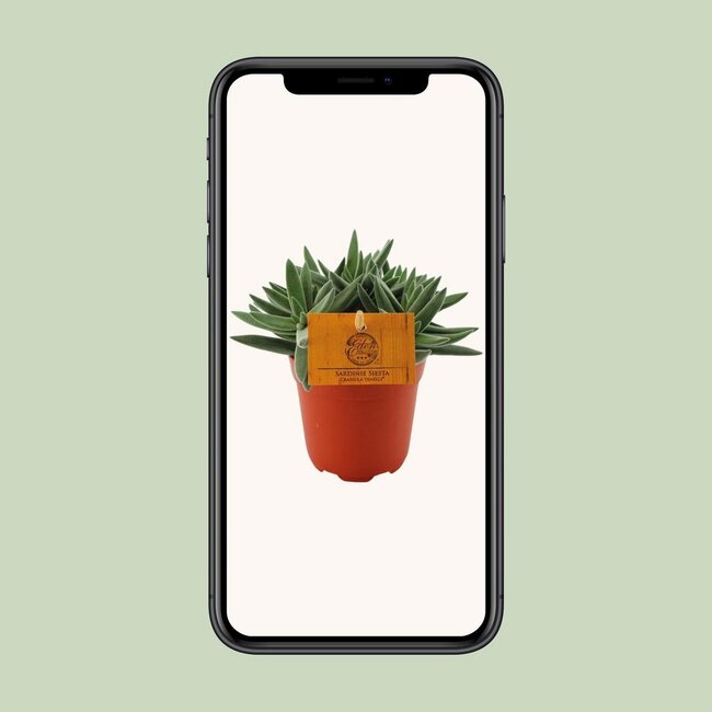Crassula Tenelli houseplant 15 cm pot size 10.5 cm