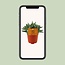 Crassula Tenelli kamerplant 15 cm potmaat 10.5 cm