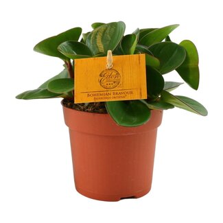 Koning Bamboe Peperomia Obtipan kamerplant 15 cm