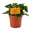 Peperomia Obtipan houseplant 15 cm pot size 10.5 cm