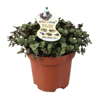 Koning Bamboe Calissia Repens Zimmerpflanze 17 cm