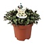 Calissia Repens kamerplant 17 cm potmaat 12 cm