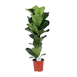 Koning Bamboe Ficus Lyrata kamerplant 90 cm