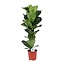 Ficus Lyrata houseplant 90 cm pot size 21 cm