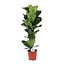 Ficus Lyrata kamerplant 90 cm potmaat 21 cm