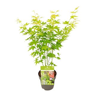 Koning Bamboe Acer palmatum Going Green garden plant 30 cm