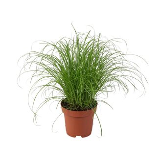Koning Bamboe Cyperus Alternifolius Zumula kamerplant 28 cm