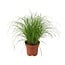 Cyperus Alternifolius Zumula houseplant 28 cm pot size 12 cm