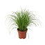 Cyperus Alternifolius Zumula kamerplant 28 cm potmaat 12 cm