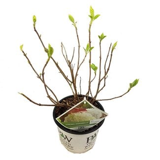 Koning Bamboe Hydrangea arbo. Strong Annabelle garden plant 30 cm