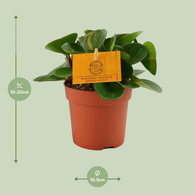 Peperomia Obtipan houseplant 15 cm pot size 10.5 cm