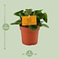 Peperomia Obtipan houseplant 15 cm pot size 10.5 cm