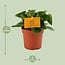 Peperomia Obtipan Zimmerpflanze 15 cm Topfmaß 10.5 cm