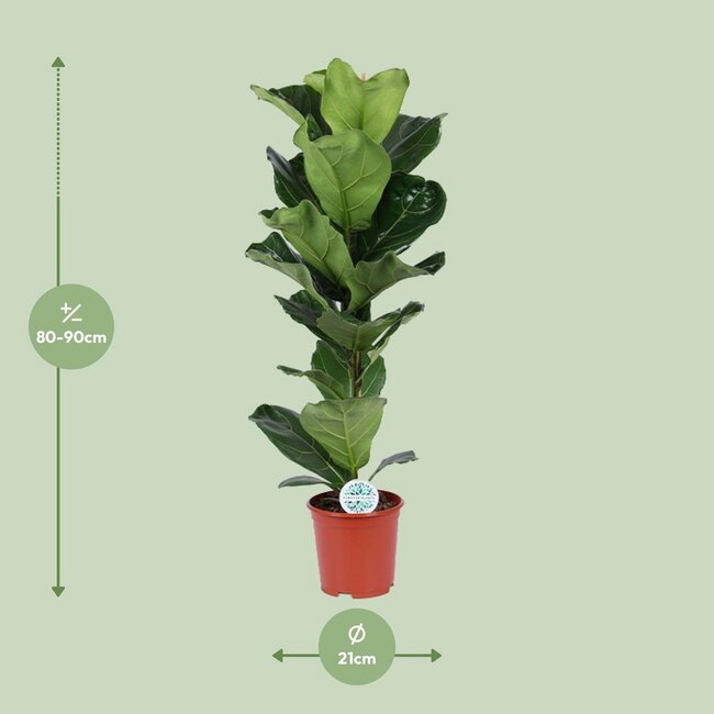 Ficus Lyrata kamerplant 90 cm potmaat 21 cm