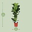 Ficus Lyrata kamerplant 90 cm potmaat 21 cm