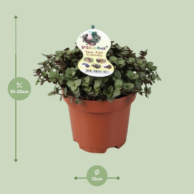 Calissia Repens kamerplant 17 cm potmaat 12 cm