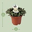 Calissia Repens houseplant 17 cm pot size 12 cm