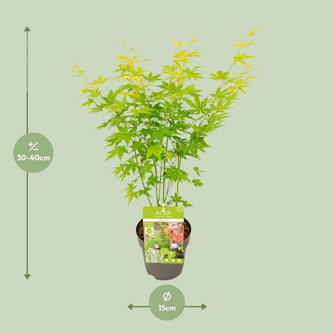Acer palmatum Going Green Gartenpflanze 30 cm Topfmaß 15 cm