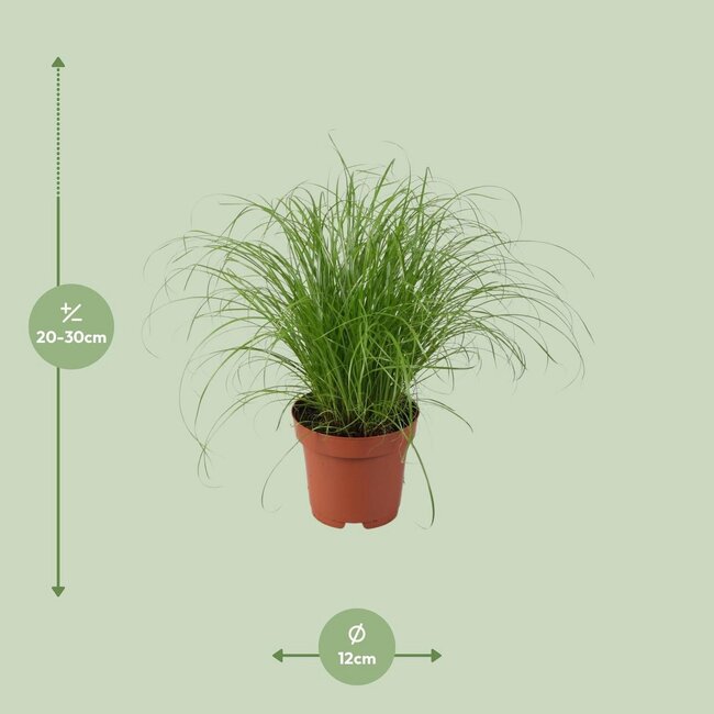 Cyperus Alternifolius Zumula kamerplant 28 cm potmaat 12 cm