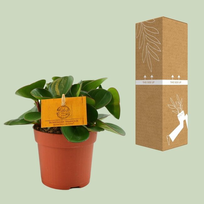 Peperomia Obtipan Zimmerpflanze 15 cm Topfmaß 10.5 cm