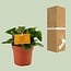 Peperomia Obtipan Zimmerpflanze 15 cm Topfmaß 10.5 cm