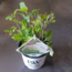 Hydrangea arbo. Strong Annabelle Gartenpflanze 30 cm Topfmaß 19 cm