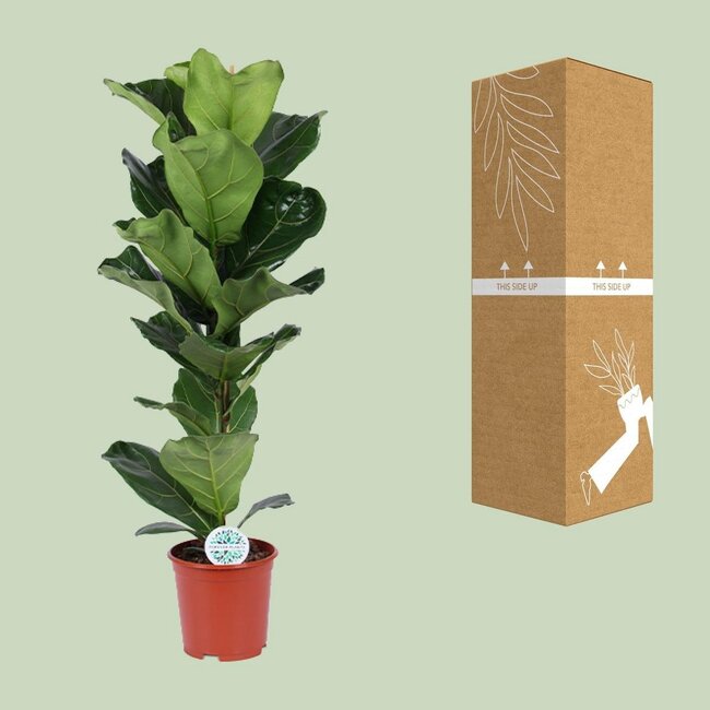 Ficus Lyrata kamerplant 90 cm potmaat 21 cm
