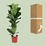 Ficus Lyrata kamerplant 90 cm potmaat 21 cm