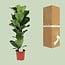 Ficus Lyrata Zimmerpflanze 90 cm Topfmaß 21 cm