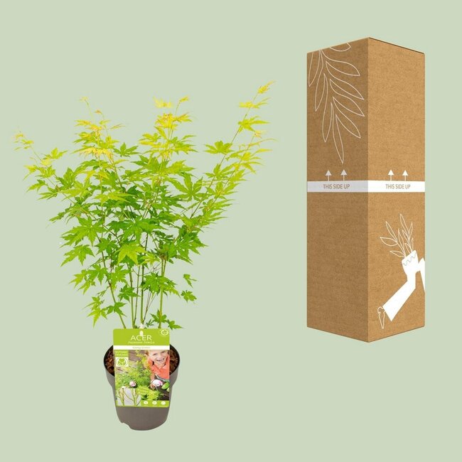 Acer palmatum Going Green tuinplant 30 cm potmaat 15 cm