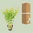 Acer palmatum Going Green tuinplant 30 cm potmaat 15 cm