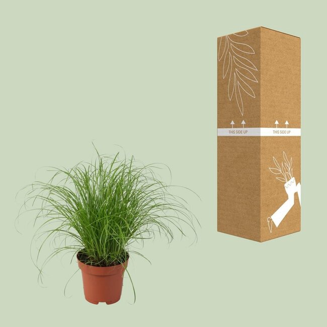 Cyperus Alternifolius Zumula Zimmerpflanze 28 cm Topfmaß 12 cm