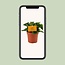 Peperomia Obtipan houseplant 15 cm pot size 10.5 cm