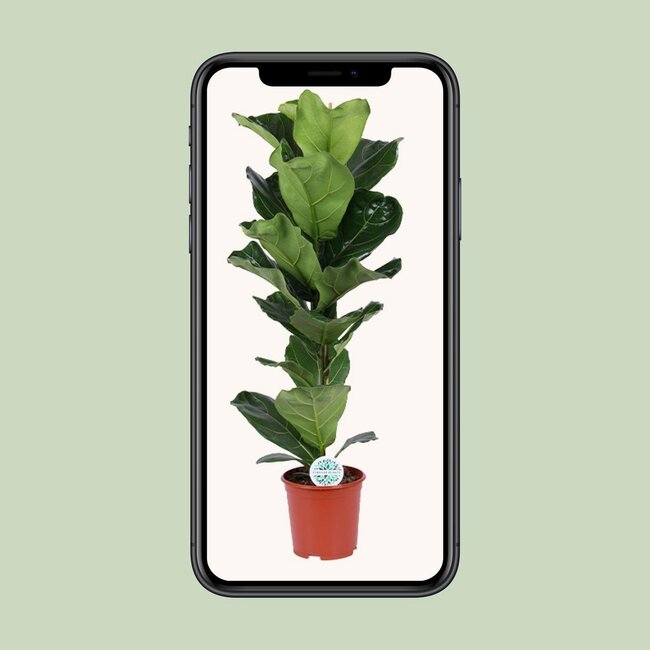 Ficus Lyrata kamerplant 90 cm potmaat 21 cm