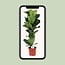 Ficus Lyrata Zimmerpflanze 90 cm Topfmaß 21 cm