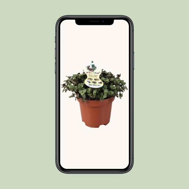 Calissia Repens kamerplant 17 cm potmaat 12 cm