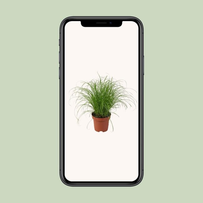 Cyperus Alternifolius Zumula houseplant 28 cm pot size 12 cm