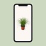 Cyperus Alternifolius Zumula kamerplant 28 cm potmaat 12 cm