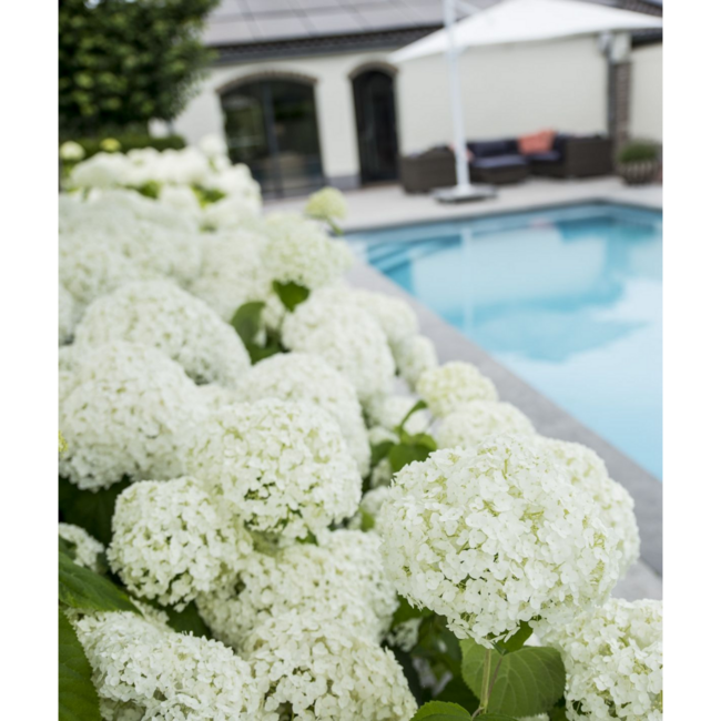 Hydrangea arbo. Strong Annabelle tuinplant 30 cm potmaat 19 cm