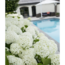Hydrangea arbo. Strong Annabelle garden plant 30 cm pot size 19 cm