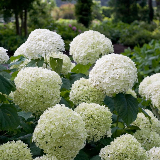 Hydrangea arbo. Strong Annabelle tuinplant 30 cm potmaat 19 cm