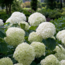 Hydrangea arbo. Strong Annabelle tuinplant 30 cm potmaat 19 cm