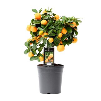 Koning Bamboe Citrus Calamondin tuinplant 40 cm